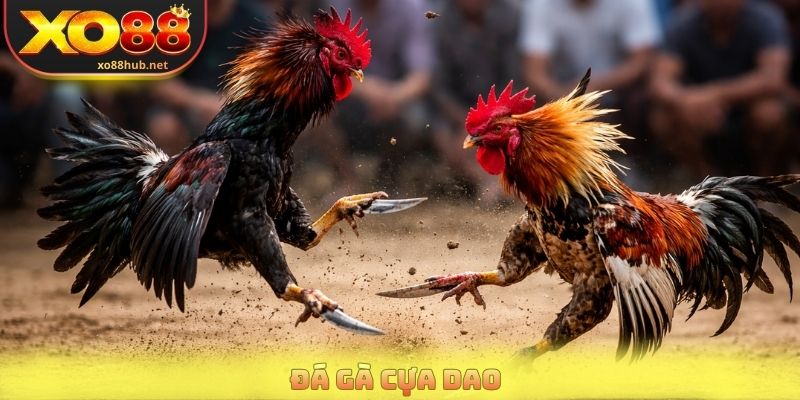 Đá Gà Cựa Dao