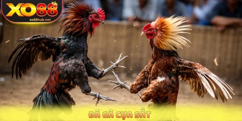 Đá Gà Cựa Sắt