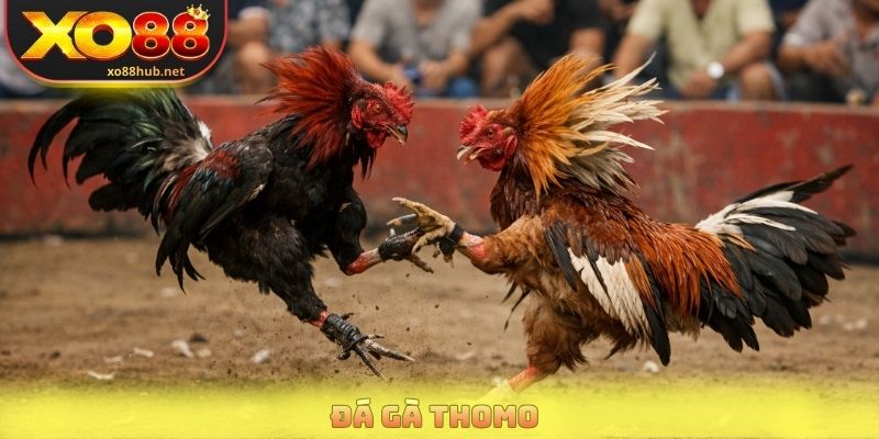 Đá Gà Tho Mo