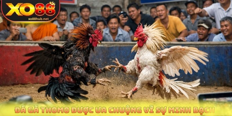 Đá gà Tho mo được người chơi ưa chuộng vì sự minh bạch